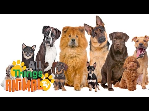 * DOGS * | Animals For Kids | All Things Animal TV