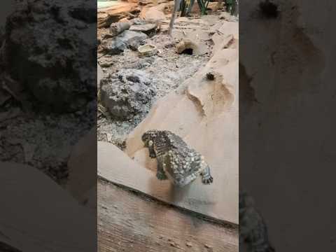 Adorable Shingleback Skink✨️