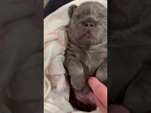 Fluffy Frenchie Puppy 2 weeks, Bootsy 💕 #dog #puppy #cute #frenchbulldog #shorts #pets #fluffy