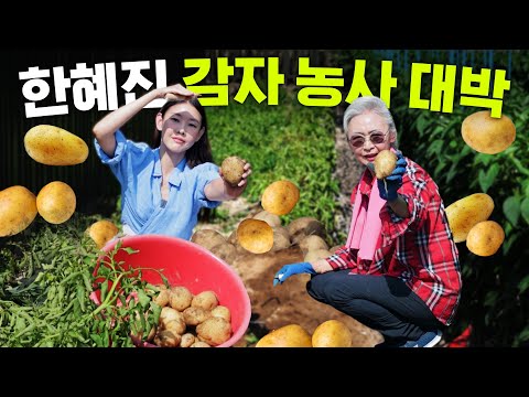 Han Hye Jin and her amazing farming reveals Olympic gold medal-worthy potatoes!(low-calorie mukbang)