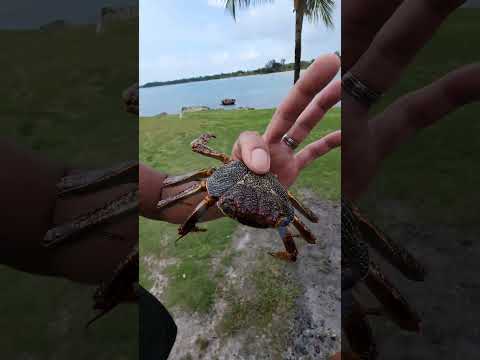 Sea Crab | Rock Crab 🦀  No Escape