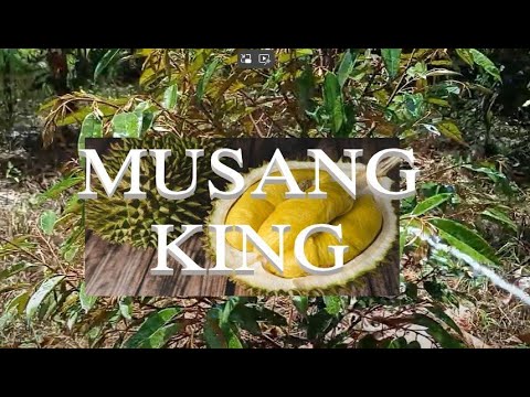 Musang King Durian