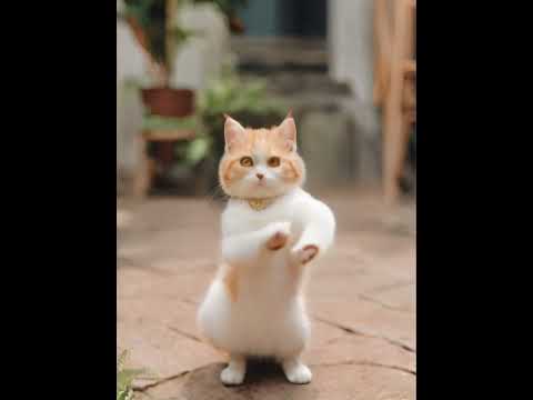 Crazy Cat Dancing ～😻❤️❤️ #catdance #shorts #cats