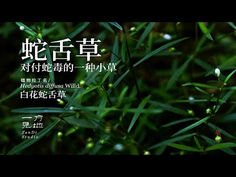 对付蛇毒的小草，白花蛇舌草不要认错了#乡村守护人 #一日一植物