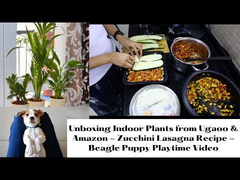 Unboxing Indoor Plants from Ugaoo & Amazon - Zucchini Lasagna Recipe - Beagle Puppy Playtime Video