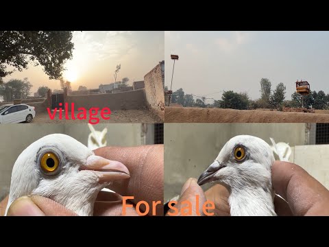 Village ka shok || entry wali chat || 9 kbuter for sale || 8000 mn 9 kbuter