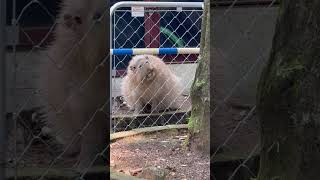 僕もハムハムするときゃハムハムするぜ❤️‍🔥　　#しいたけ君　　#楽寿園 #capybara #カピバラ