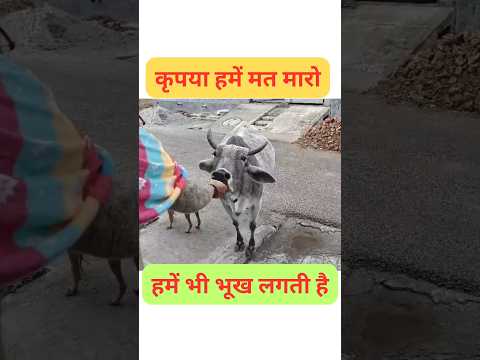 कृपया हमें मत मारो |