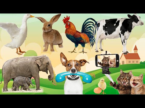 Lovely animal sounds: Chicks, Cats, Parrots, Chickens, Dogs, Ducks... | Animal moments