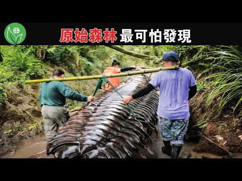 亞馬遜叢林深處發現外觀似毛毛蟲的巨型生物，生物學家至今無法為它分類！探險家在森林深處發現了15件最毛骨悚然的東西【探索旅行號】