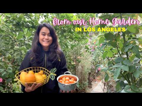 VLOGMAS DAY 6 | Our Home Garden 🌱🍋🍊 | Living in Los Angeles