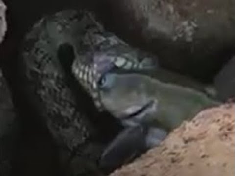 SNAKE EATS CATFISH!