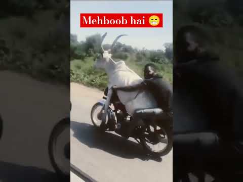 पास Mehboob है 😁🔥| #trending #viralvideo #youtubeshorts #shorts