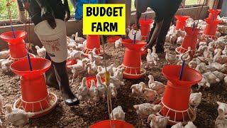 How to Start a 500 Chicken Farm on a Low Budget