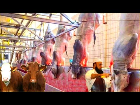 Modern Cattle Processing Factory Technology - How to Farming Millions of Cattle for Meat and Milk