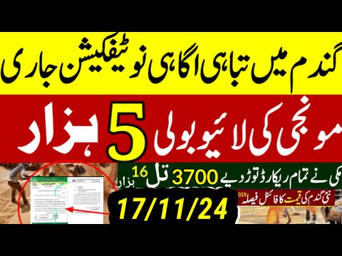 munji kaynat 1121rate 2024/munji 1509 new rate /today gundam rate/مونجی کا ریٹ کائنات