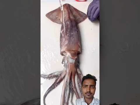 Sea Squid 🪼🦑Cutting SkillsVideo-021 #cutting #seafood #fish #fishing #octopus #shorts #short