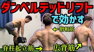 【知らないと損】ダンベルデッドリフトの正しいやり方で背筋を追い込む