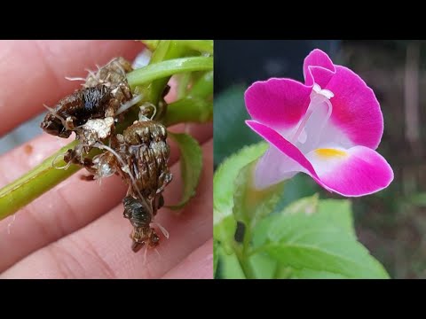 Plant cuttings | How to grow Torenia (Wishbone Flower) from cuttings - 如何簡單的扦插夏堇（夏瑾）