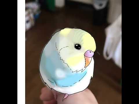 チャンネル登録者様500人記念㊗️🎉 ありがとうのイラストメイキング #shorts #セキセイインコ #budgie #かわいい #すいちゃん #イラストメイキング