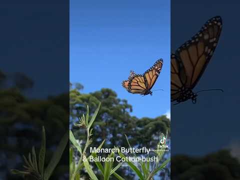 Monarch butterfly and balloon cotton-bush #nature #wildlife