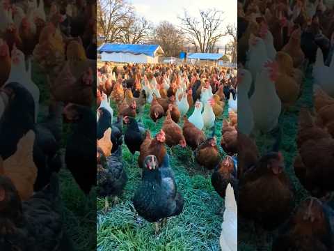 watch till end #hen #farming #shorts #fun