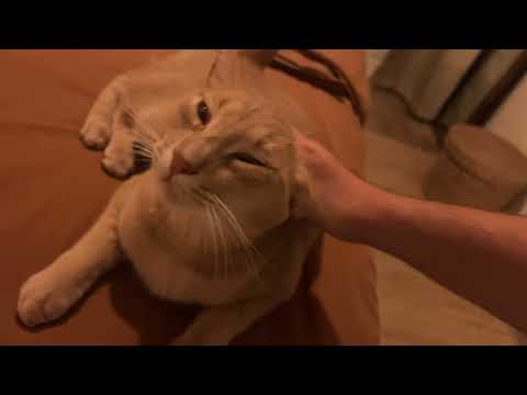 Charming boi gets goodnight pets and a kiss