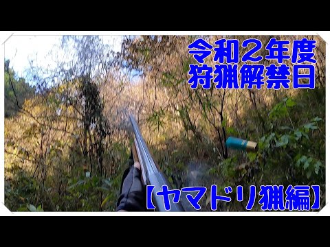 令和2年度 狩猟解禁日【ヤマドリ猟編】(山鳥猟）Copper Pheasant hunting フランスブルトン