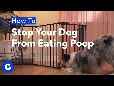 How to Stop Your Dog From Eating Poop | Chewtorials