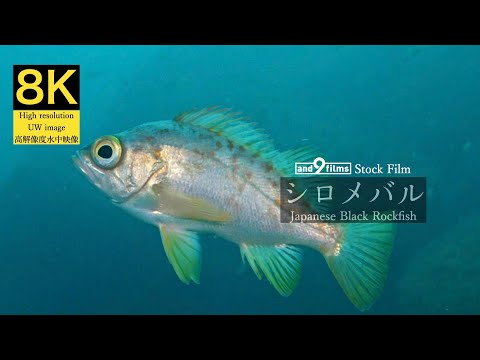 【8K 水中映像】シロメバル / Japanese Black Rockfish / Sebastes cheni