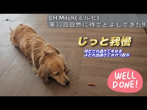 第33回自然に待てと良しできた　 #カニンヘンダックス  #ダックスフンド  #子犬  #ミニチュアダックス  #犬のいる暮らし #ペット動画 #犬グッズ #犬しつけ