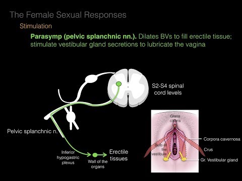 03.Female Repro System. Orgasm