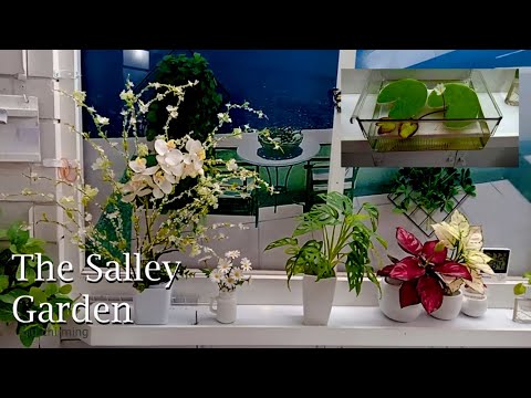 長者的精神寄托 種花賞花｜The Salley Gardens   漫步莎麗花園