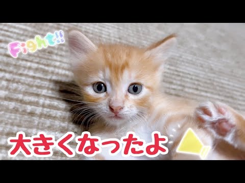 子猫と母猫を病院に連れて行った結果と水も飲むようになった姿を見てほしい