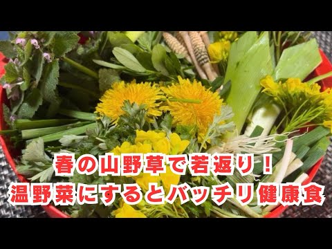 春の山野草で若返り！温野菜にするとバッチリ健康食！