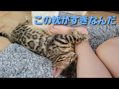 主の足枕がお気に入りなベンガルの子猫