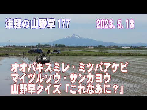 津軽の山野草177(ｵｵﾊﾞｷｽﾐﾚ、ﾐﾂﾊﾞｱｹﾋﾞ、ﾏｲﾂﾞﾙｿｳ、ｻﾝｶﾖｳ、山野草ｸｲｽﾞ)