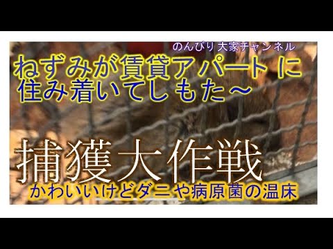 閲覧注意、アパートにネズミが、、ねずみは頭良い⭕️