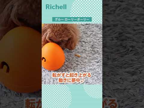 グルー｜モニターレポート ～ローリーポーリー編 ２～【リッチェル公式 ペット用品】 #Shorts