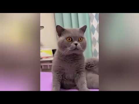 Funny Animal Videos Compilation | Hilarious Pets and Wild Animals Moments