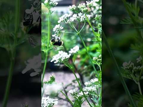 Allow some plants and herbs to flower to encourage more bees in the garden #bees #familygarden88