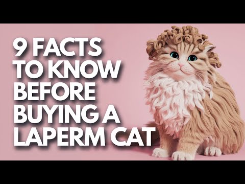 Thinking of Buying a LaPerm Cat? Don't Miss These 9 Must-Know Secrets!