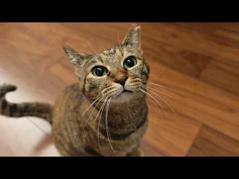 ママがいない日。4猫たちとパパのお留守番はどうなるのかな　891話