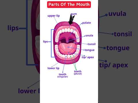 Parts Of The Mouth