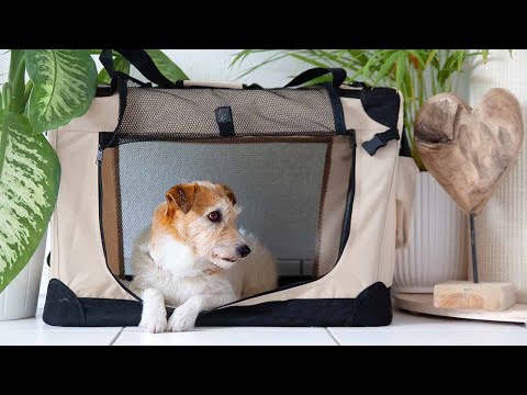 HOW TO CRATE TRAIN YOUR ADULT DOG: get your dog TO LOVE THE CRATE -  part 1