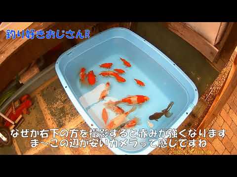 金魚の冬眠準備