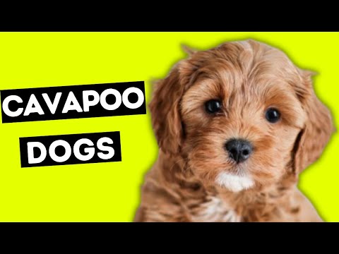 New Cavapoo Puppy - collect all pets #cavapoodog #cavapoopuppy