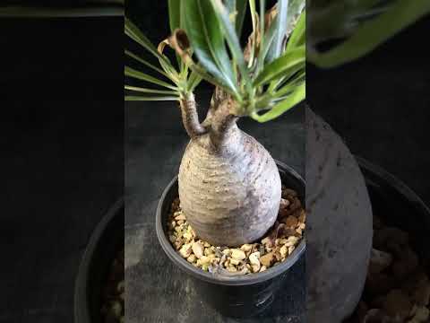 1円スタート 最落無し 発根済み パキポディウム グラキリス 中株 9cm Pachypodium  角 出葉済み 現地株 でっぷり良形 希少 輸入 塊根植