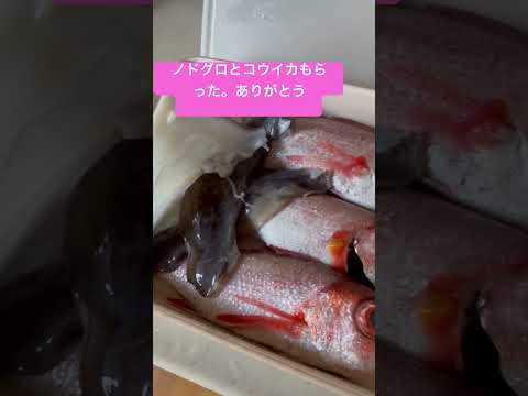 魚もらった。ありがとう😊#のどぐろ #コウイカ