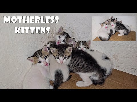 People abandoned the mother cat elsewhere and left the kittens motherless.